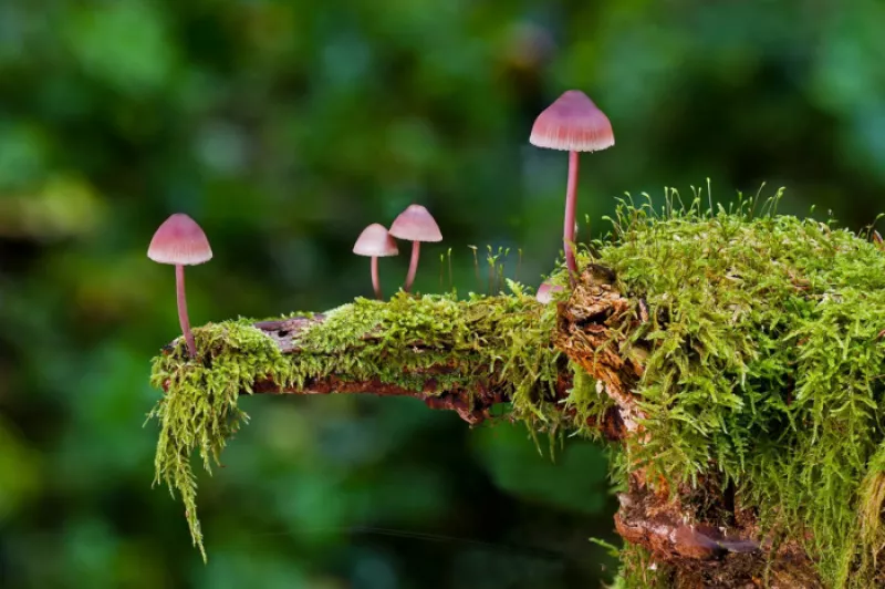 C'Est la Saison des Champignons