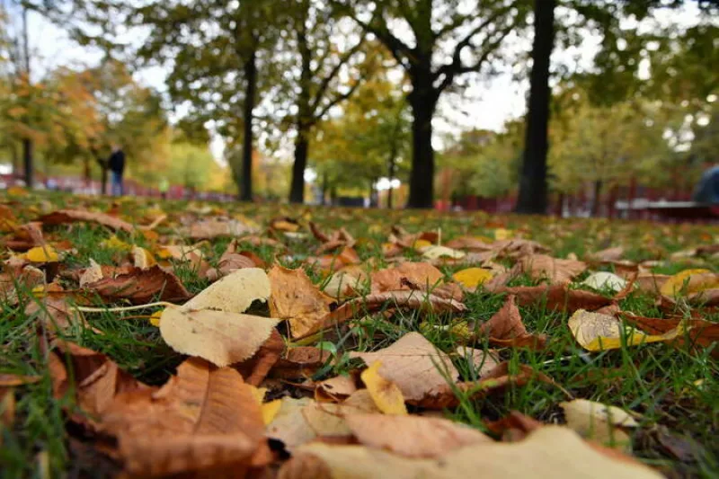 A la Découverte des Fruits d'Automne