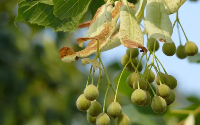 Quiz  : Déplacement des Fruits et Graines