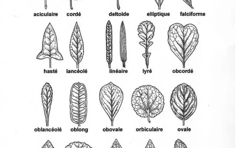 Initiation au Vocabulaire Botanique