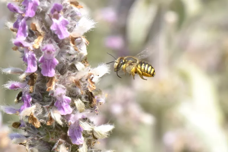 Conférence «Samedi D’en Savoir Plus» : les Bienfaits de la Nature