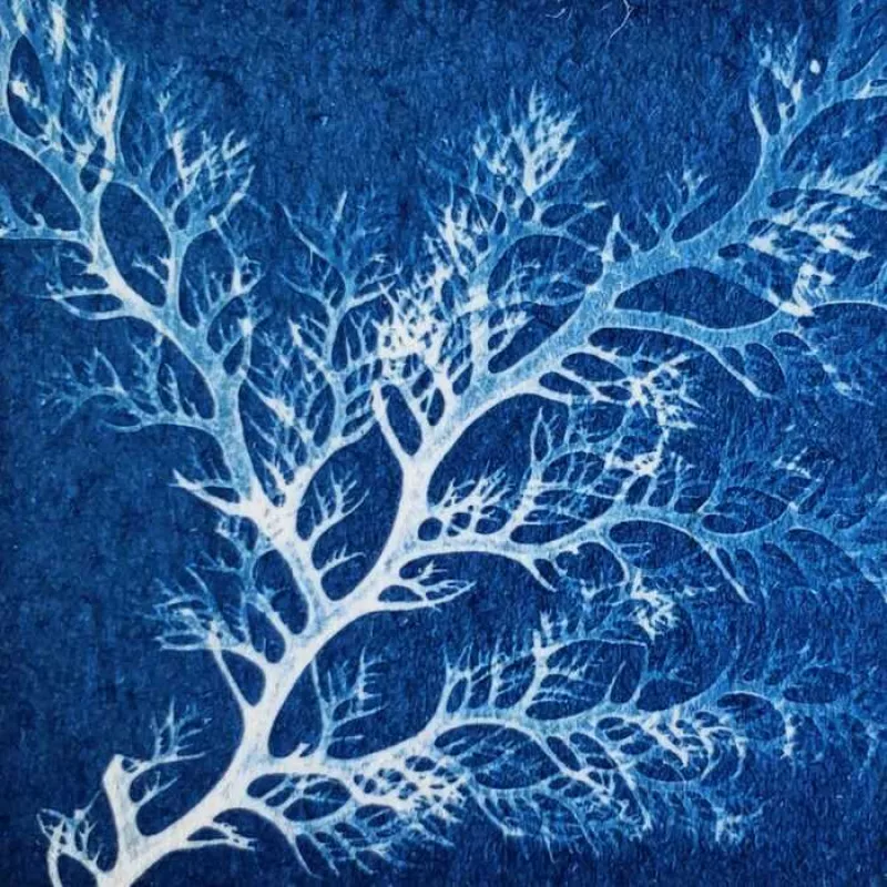 Exposition : Cyanotypes «Poético-Botaniques»