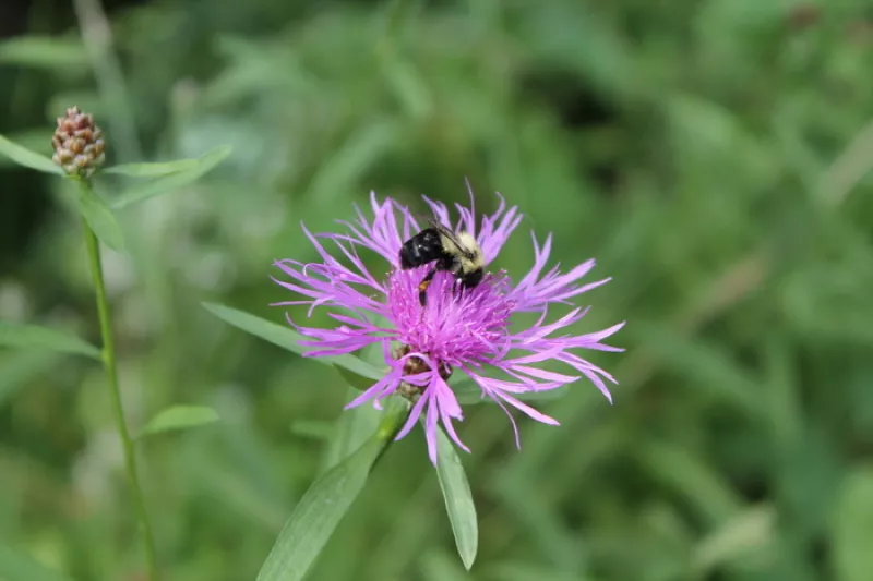 Nature en Équilibre (Bois-Blancs)