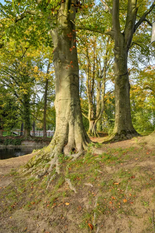 Les Arbres, Compagnons de Toujours