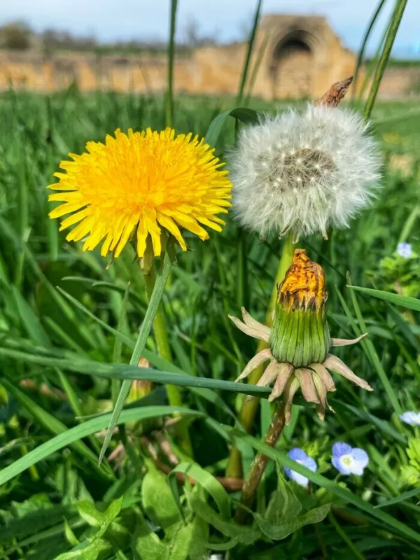 Plantes de Cueillette