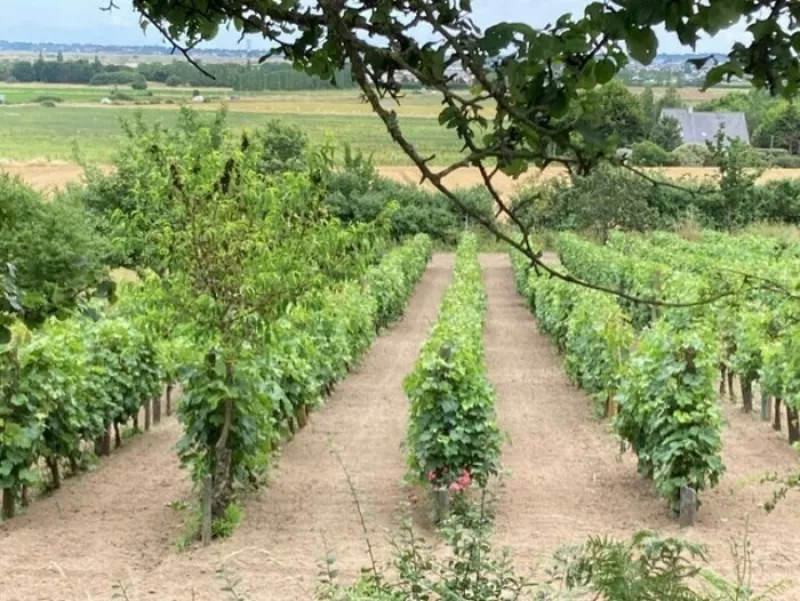 Le Vignoble en Pays Guérandais, des Romains à Nos Jours