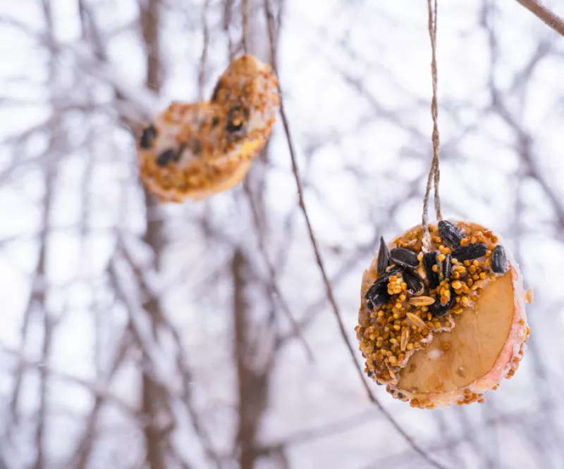 Créa'Familles : Boules de Graines pour Oiseaux