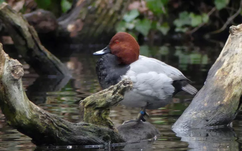 Le Lac des Minimes  : Visite Ornithologique