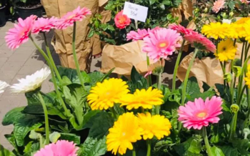 24E Marché Aux Fleurs de Montreuil