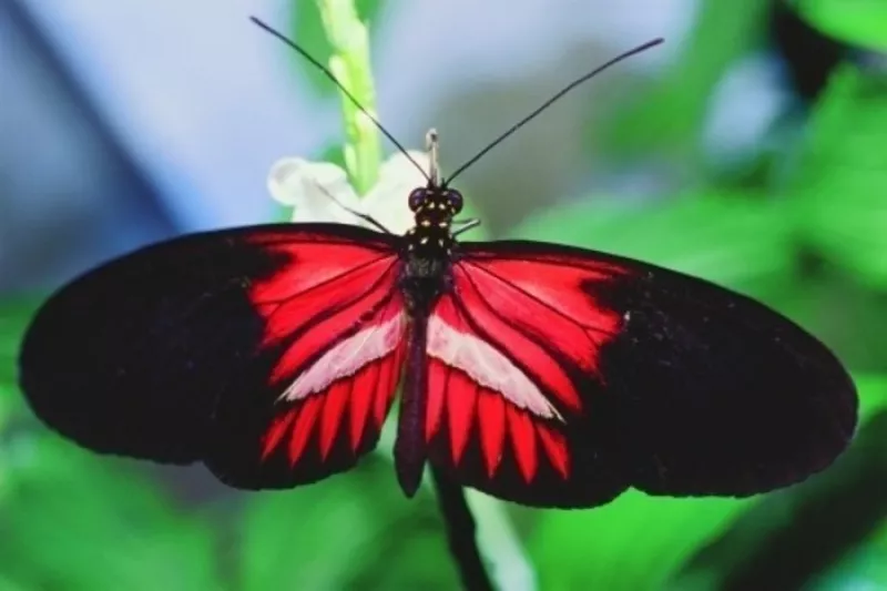 Exposition-les Papillons du Monde : Concept Haut-Garonnais