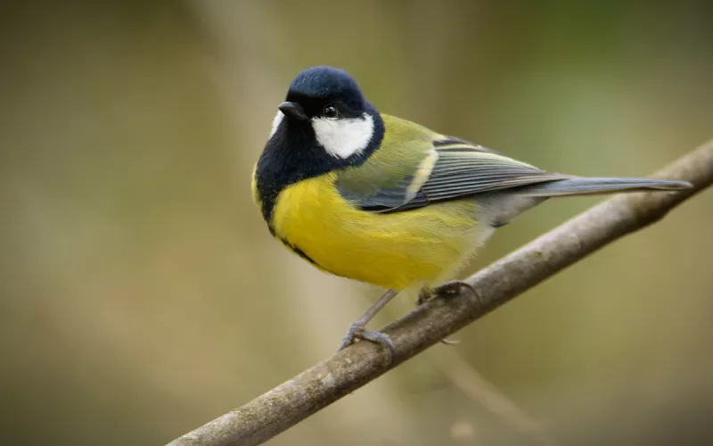 Oiseaux des Jardins