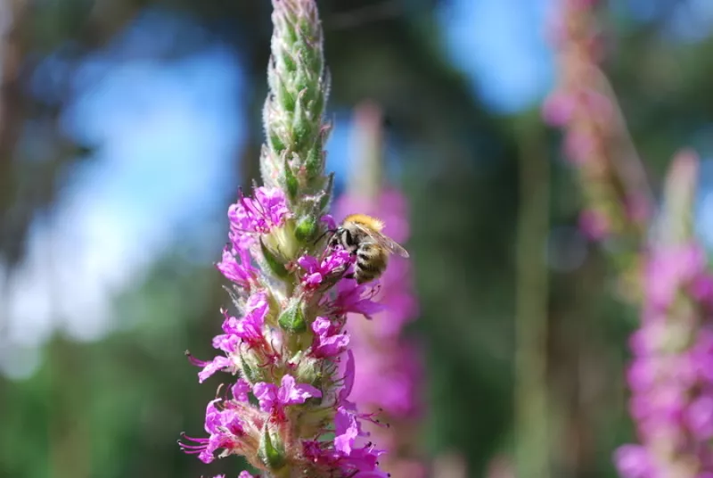 Complet-les Pollinisateurs