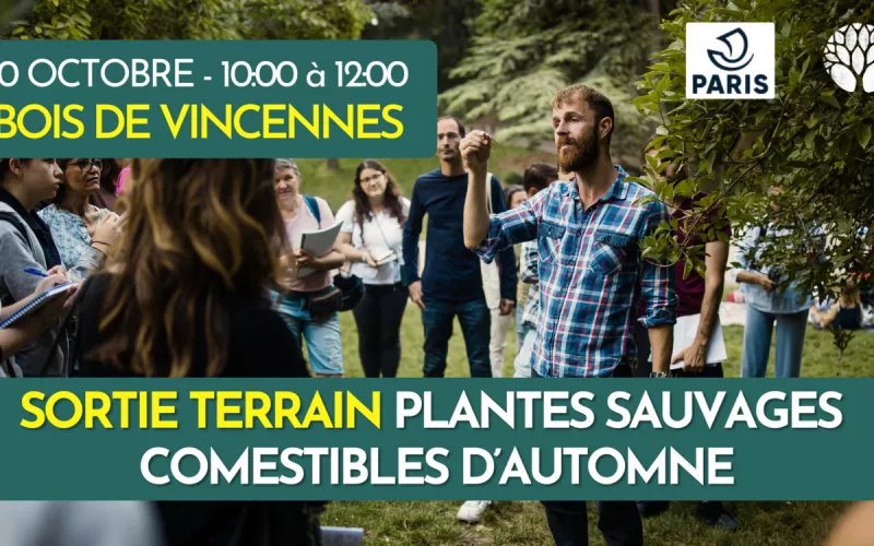 Les Plantes Sauvages Comestibles d'Automne