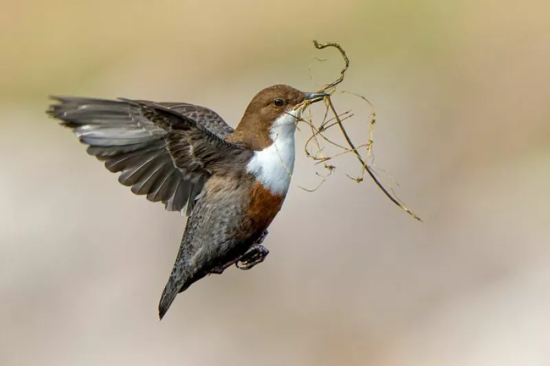 Exposition : Photos d'Oiseaux de l'Année 2024