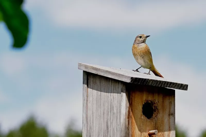 Atelier en Famille : Abri et Nourriture pour les Oiseaux