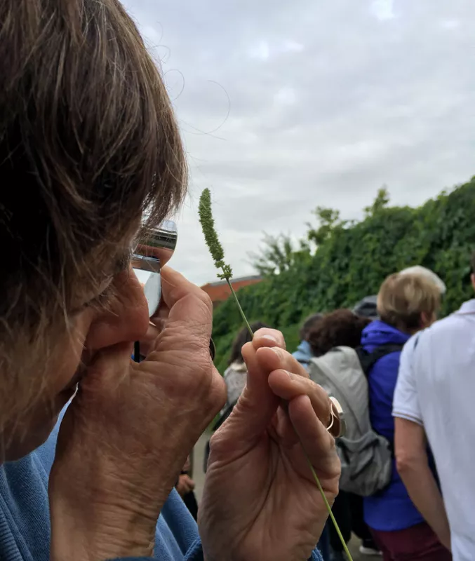 Se Soigner avec les Plantes Médicinales des Rues