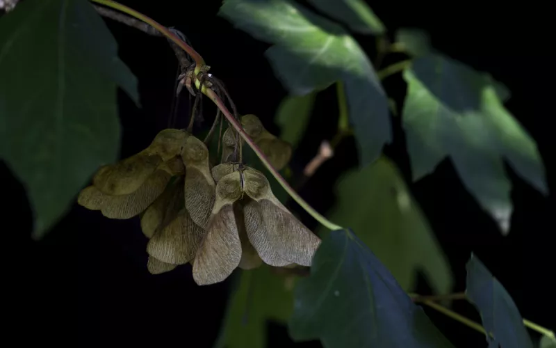 La Dissémination des Plantes