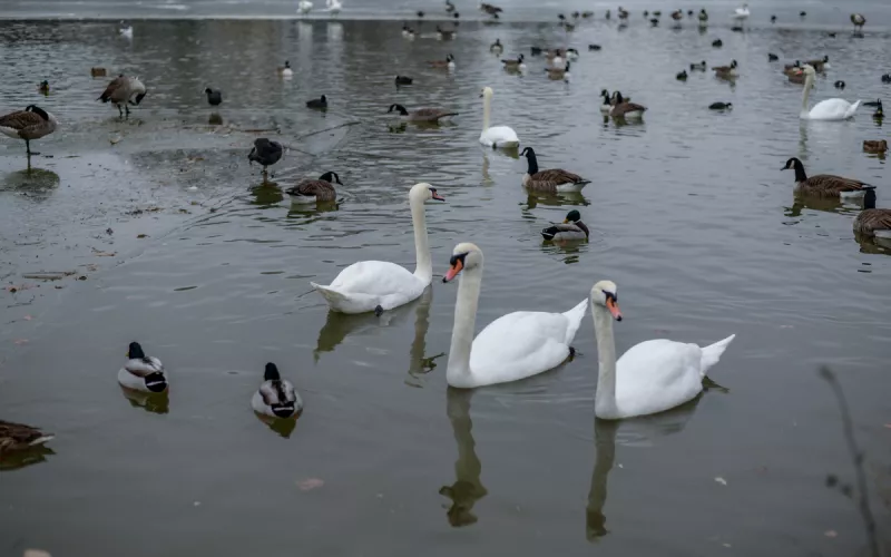 Les Oiseaux du Lac Daumesnil