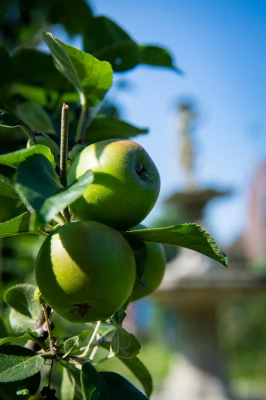 A la Découverte des Fruits d'Automne