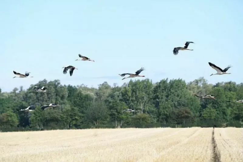 Balade Naturaliste : Incroyables Migrateurs 