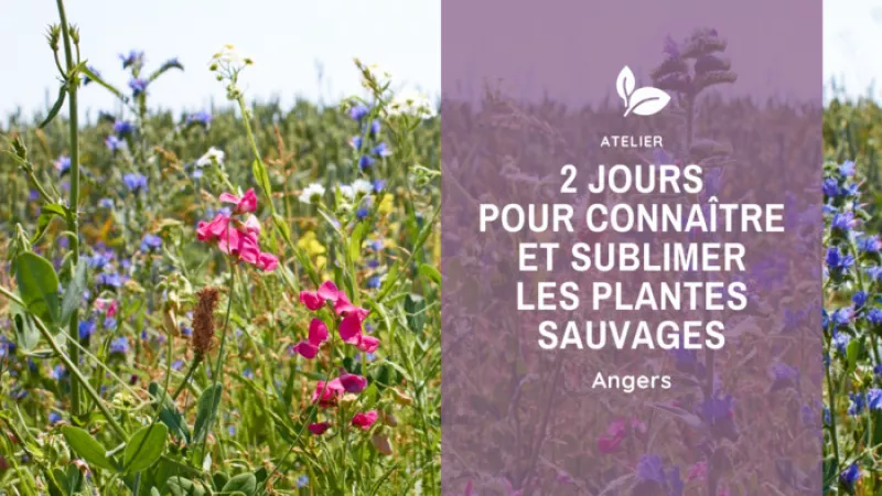 2 Jours pour Connaître et Sublimer des Plantes Sauvages