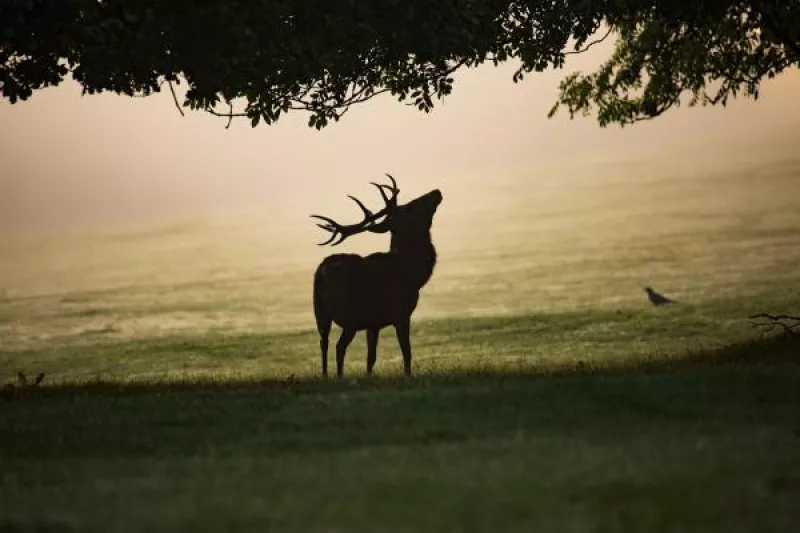 Sortie Brame du Cerf