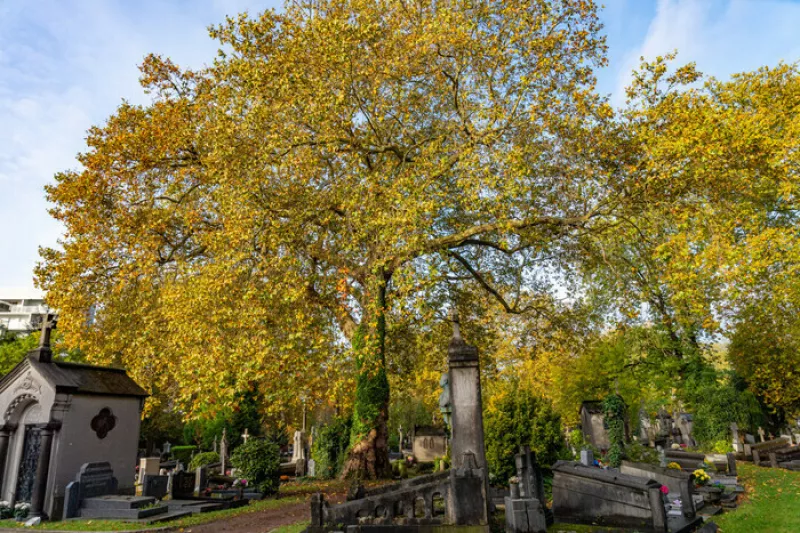 *Complet* le Cimetière de l'Est