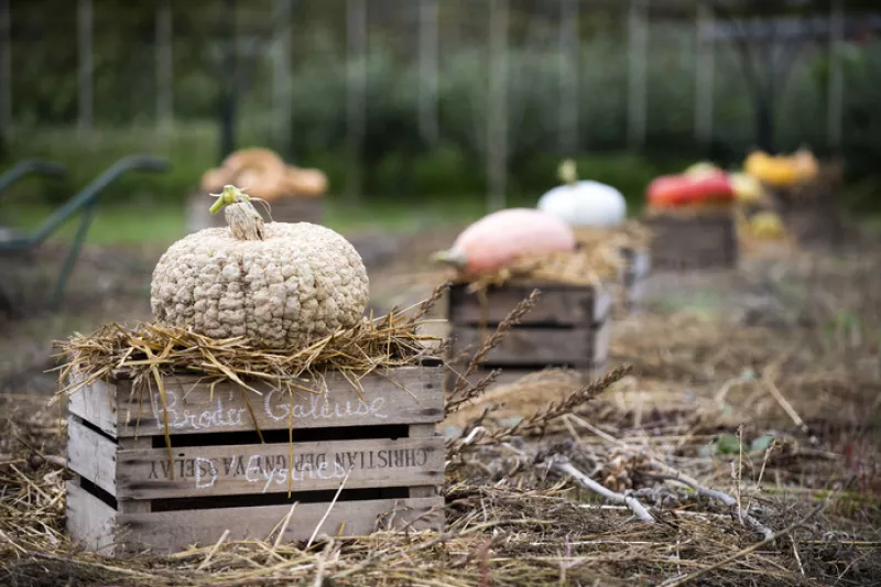 Les Courges du Potager du Roi