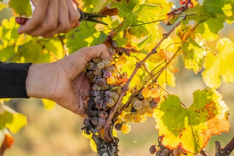 Repas des Vendanges au Château d'Arche