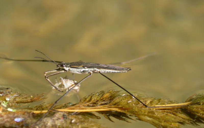 Les Propriétés de L’eau dans la Nature