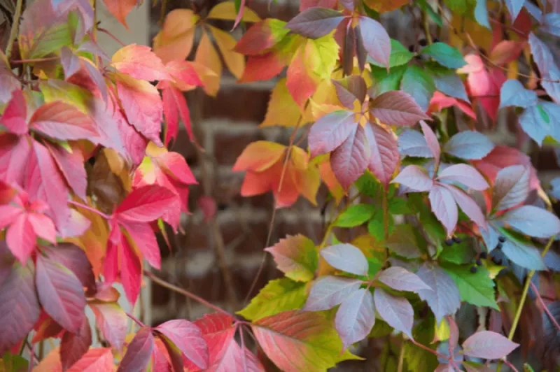 Célébrer l'Automne avec les Plantes de Saison