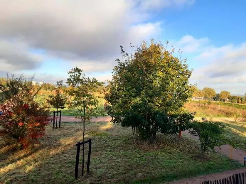 Balade à la Découverte des Arbres