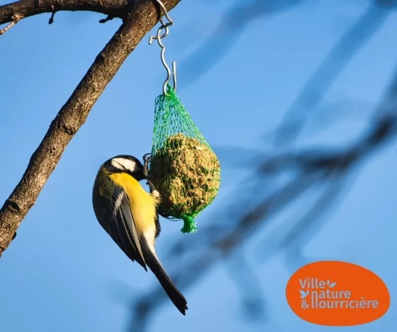 Fabrication de Boules de Nourriture pour Oiseaux