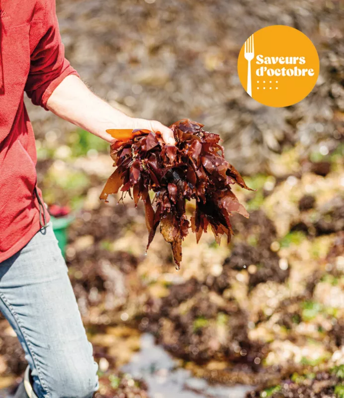 Atelier Cuisiner les Algues-Saveurs d'Octobre