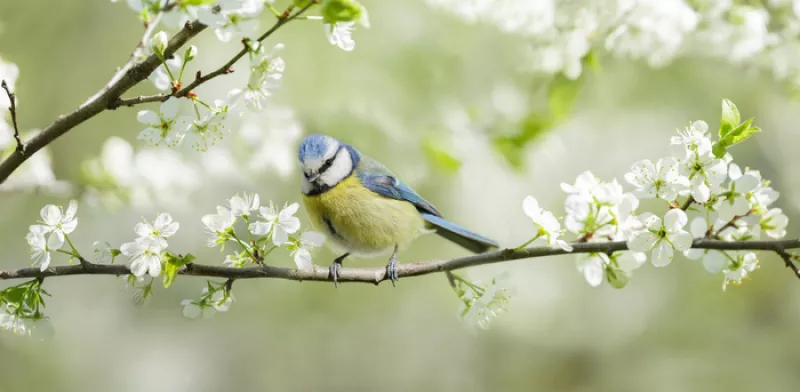 Mini-Conférence «des Oiseaux dans le Jardin» (Lomme)