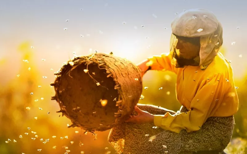 Projection-Débat du Film «Honeyland» et Dégustation