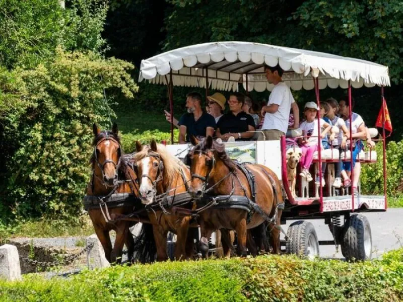 Escapade en Forêt de Cerisy au Rythme des Chevaux