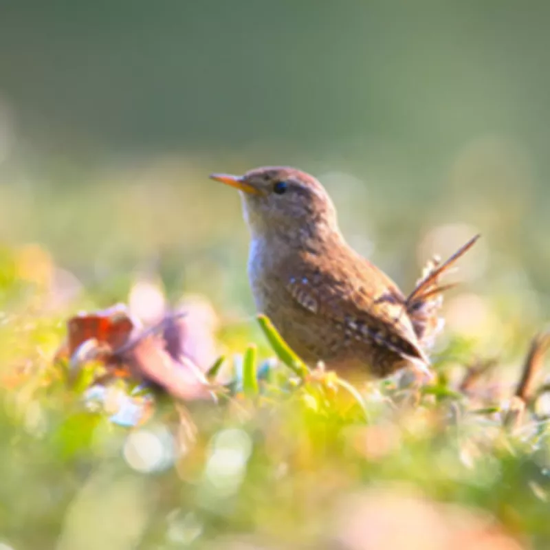 Comptez les Oiseaux des Jardins