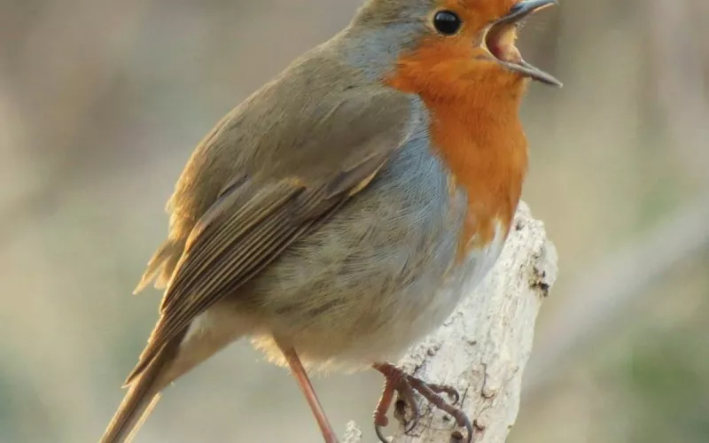 Les Oiseaux du Bois de Vincennes