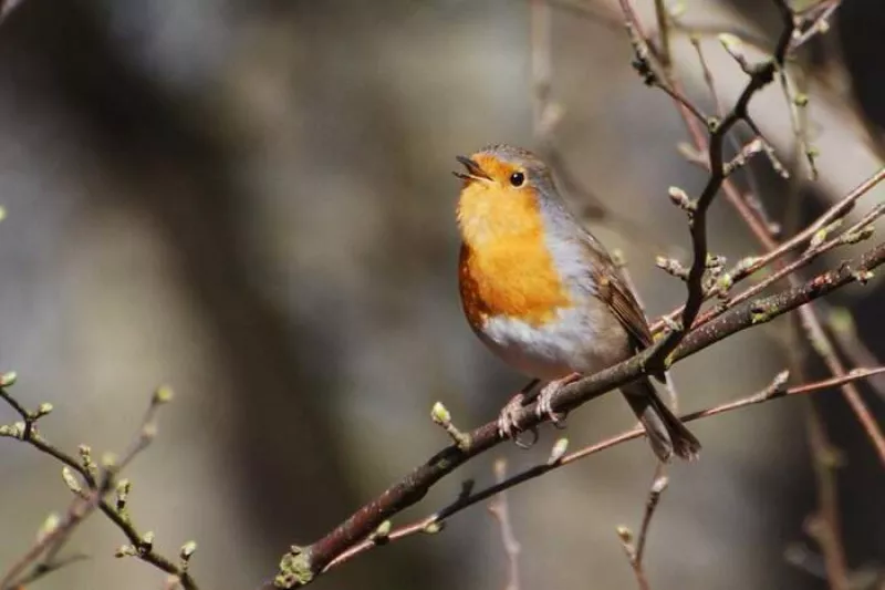 Les Oiseaux de Nos Jardins