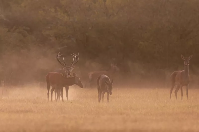 La Semaine du Brame du Cerf