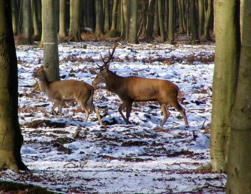 La Forêt L'hiver