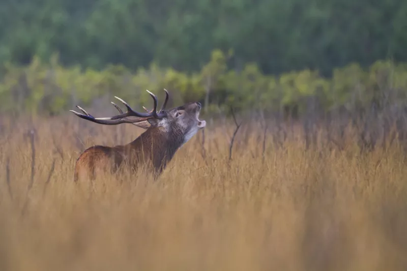 48H Nature : le Brame du Cerf