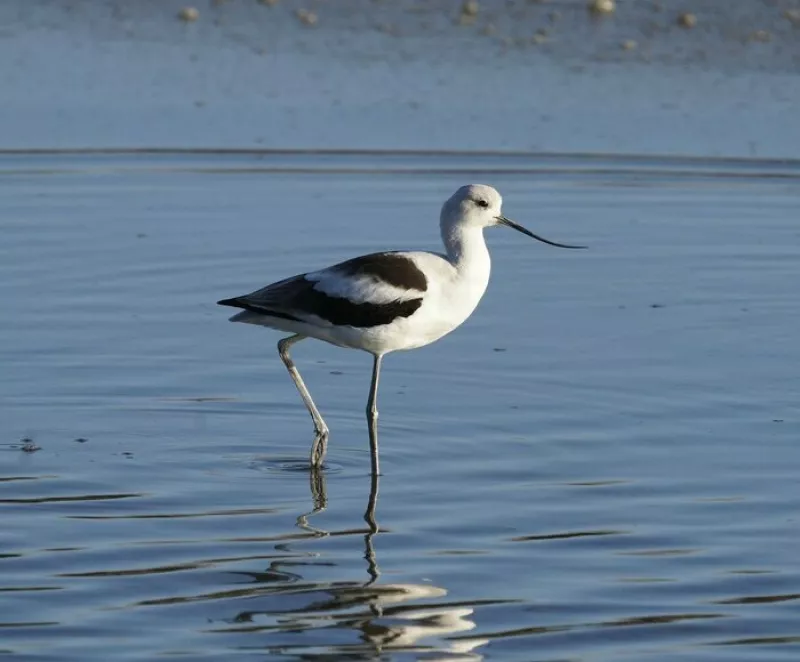 A la Rencontre des Oiseaux de Pen Bron