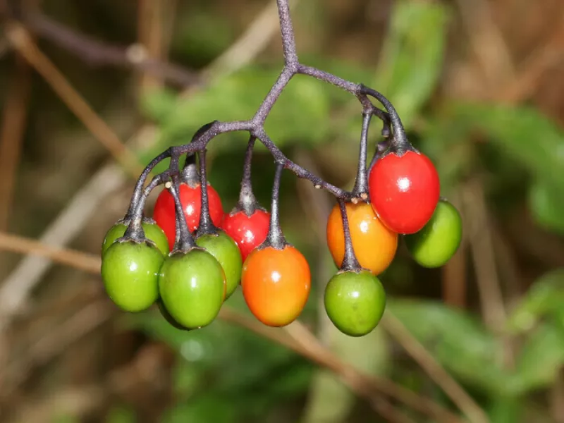 Balade Naturaliste : les Prés du Grand Chelem