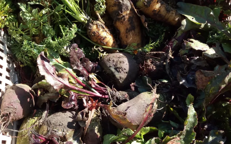 Des Légumes Bons Jusqu'à la Fane