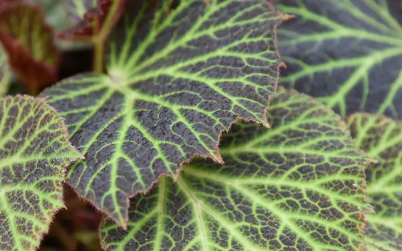 « Automne Tropical » , l'Expo Aux Grandes Serres du Jardin des Plantes