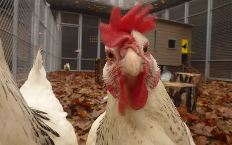 Ateliers Ludiques à la Ferme Pédagogique du Parc Kellermann (13E)