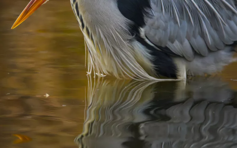 Les Oiseaux au Parc des Buttes Chaumont