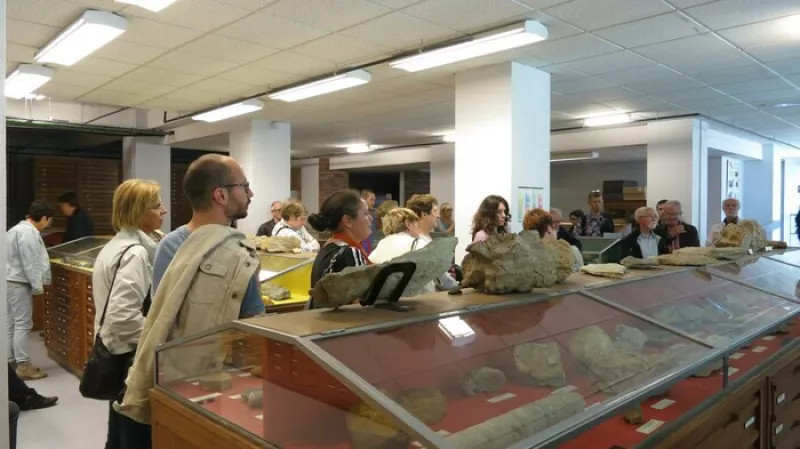 Visite Guidée du Musée : Découverte à Travers les Fossiles